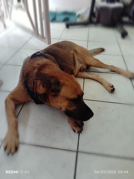 KARAMELO, Mâle BERGER CRÉOLE