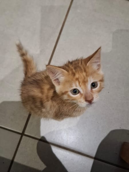 NALA