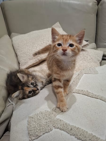 NALA