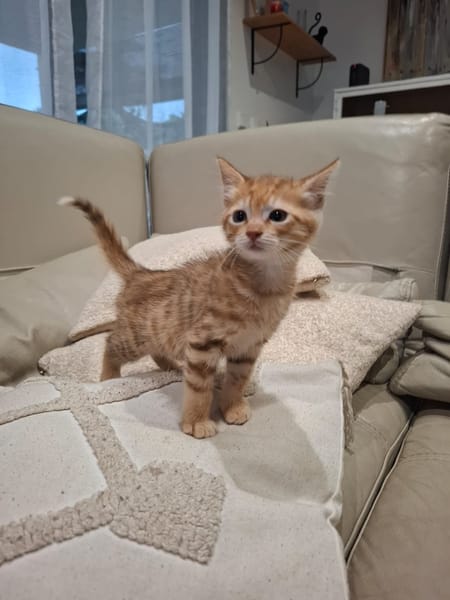 NALA