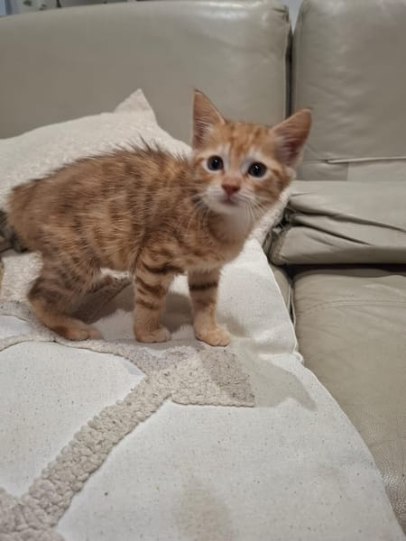 NALA