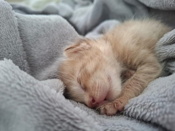 NALA