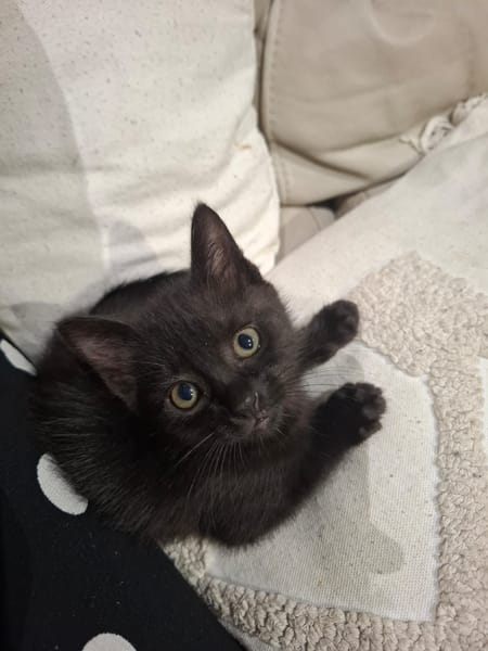 BAGHEERA