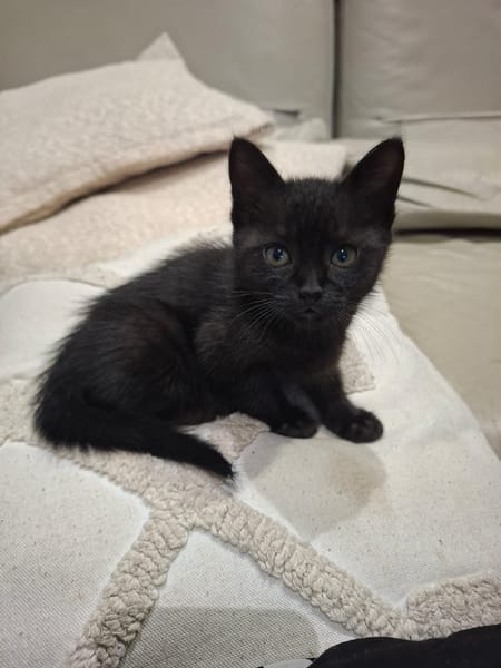 BAGHEERA