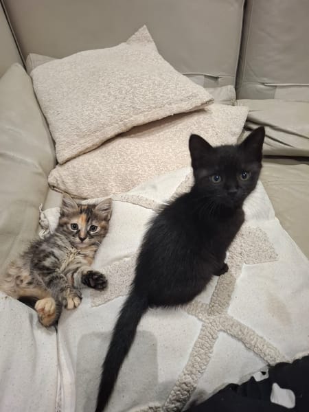 BAGHEERA
