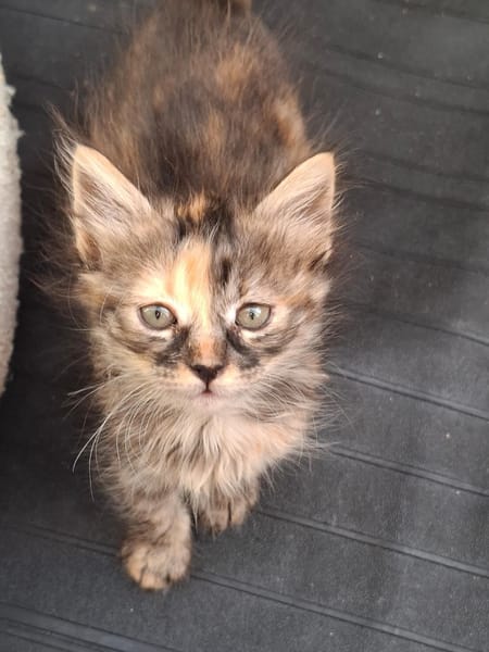 SUNDARI