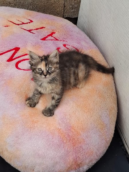 SUNDARI