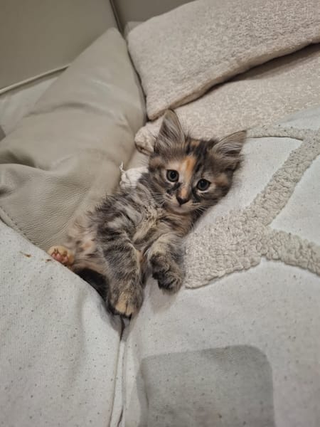 SUNDARI