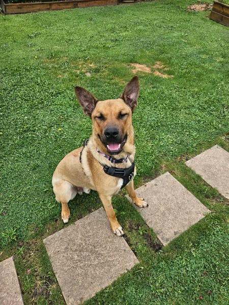 BOWIE