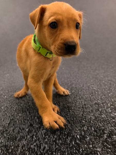 RIPLEY