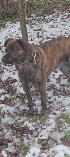 🐾 TEX, un grand cœur plein d’énergie et de tendresse ! 🐾