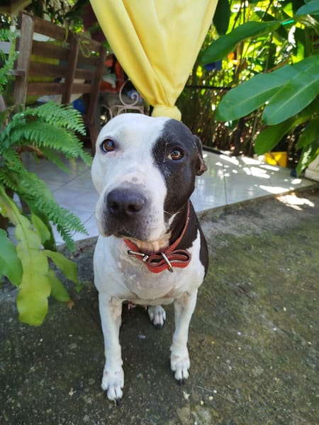 METISSE, femelle BERGER CREOLE née le 01/07/2020 🌈