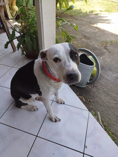 METISSE, femelle BERGER CREOLE née le 01/07/2020 🌈