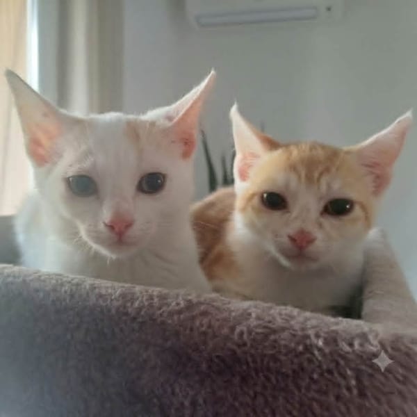 PUNCKY et ROCKY