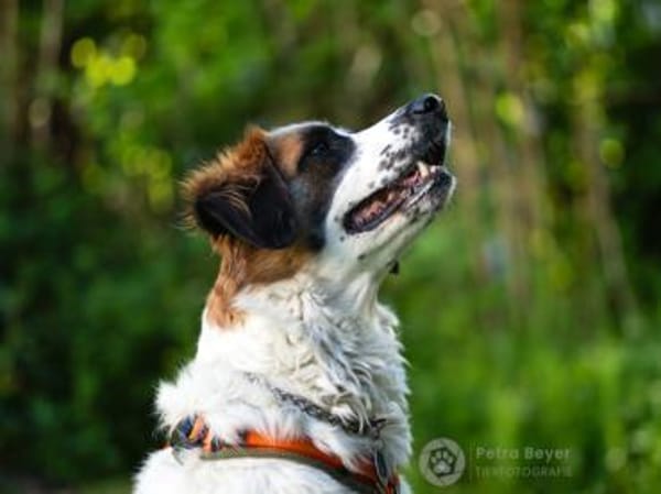 Orange sucht neues Zuhause