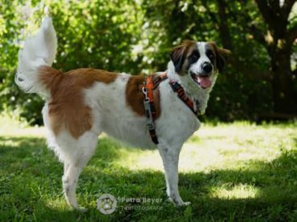 Orange sucht neues Zuhause