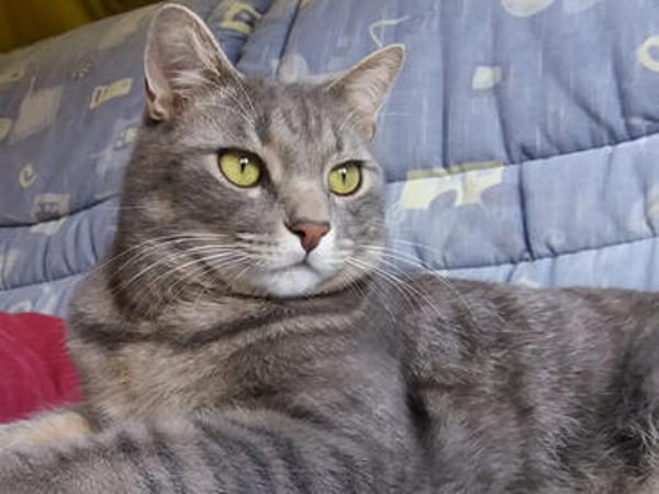 Verspielter Rubino sucht sein Zuhause