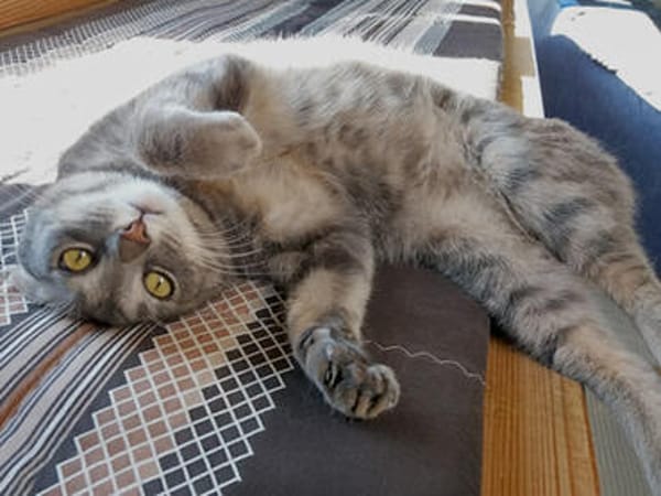 Verspielter Rubino sucht sein Zuhause