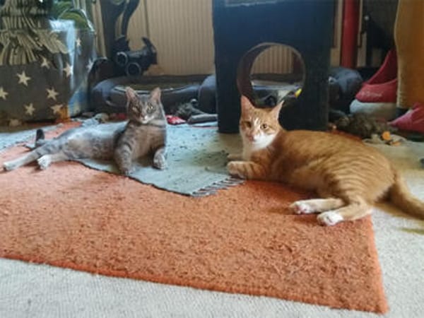 Verspielter Rubino sucht sein Zuhause