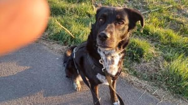 Einzelprinzessin MIRA sucht ihr Home