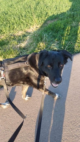 Einzelprinzessin MIRA sucht ihr Home