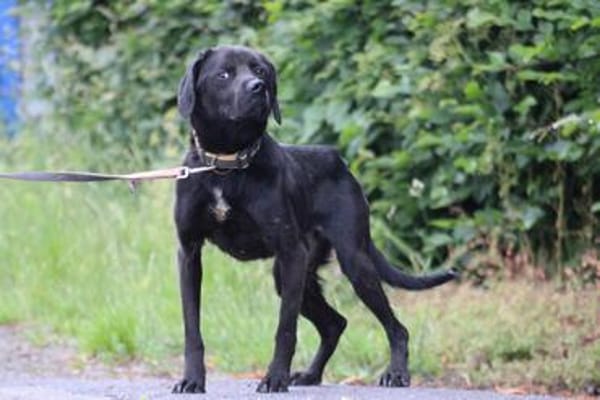 Basti - kinderlieber Familienhund