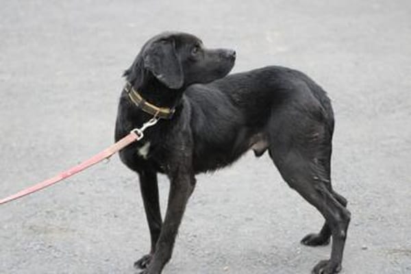 Basti - kinderlieber Familienhund