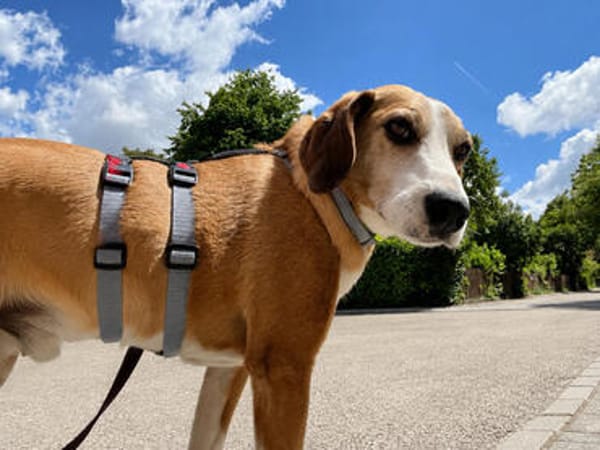 Linus sucht sein Glück