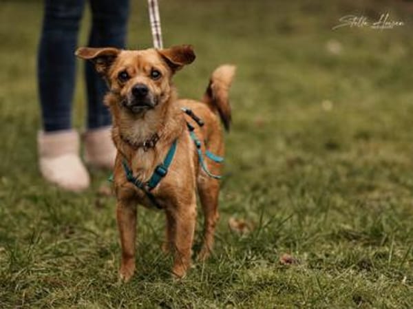 Liebenswerter Lollo sucht Zuhause