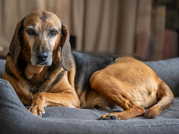 Senior Girolamo wünscht sich ruhiges Zuhause