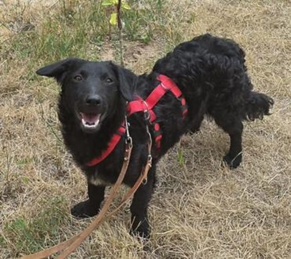MELIOR ° Hundemann mit Lakritzoptik