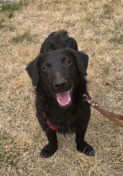 MELIOR ° Hundemann mit Lakritzoptik