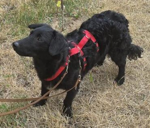 MELIOR ° Hundemann mit Lakritzoptik