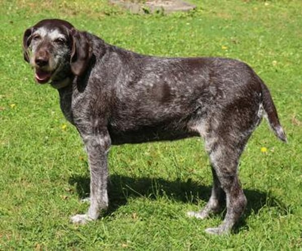 Gera liebt Menschen, Hunde und Katzen