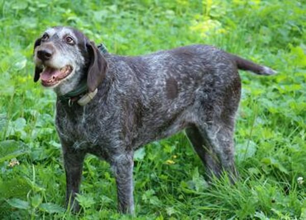 Gera liebt Menschen, Hunde und Katzen