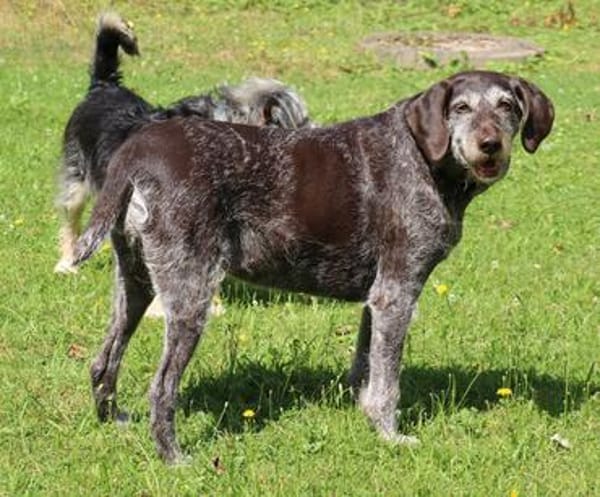 Gera liebt Menschen, Hunde und Katzen