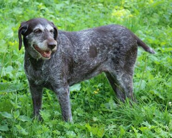 Gera liebt Menschen, Hunde und Katzen