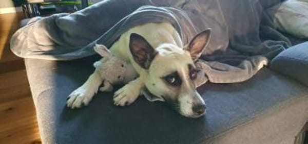 RAMI, klug und lieb sucht neues zu Hause
