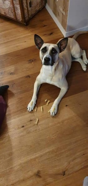 RAMI, klug und lieb sucht neues zu Hause