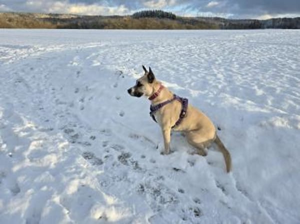 RAMI, klug und lieb sucht neues zu Hause