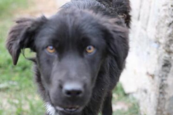 Negra - liebenswertes Hundemädchen