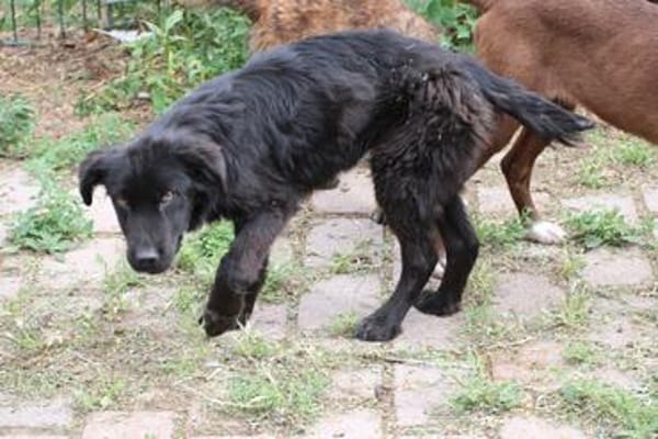 Negra - liebenswertes Hundemädchen