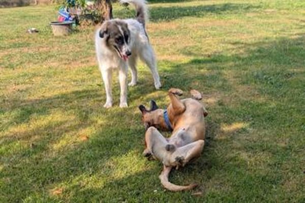 Maddox sucht erfahrende Hundemenschen