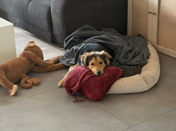 Buzz sucht ein geduldiges Zuhause
