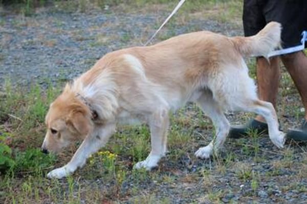 Jazz - kinderlieber Familienhund