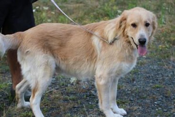Jazz - kinderlieber Familienhund