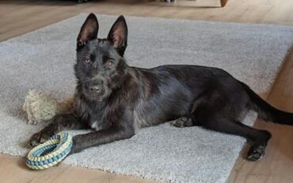 Schnauzermixmädchen Maya sucht eine nette Familie