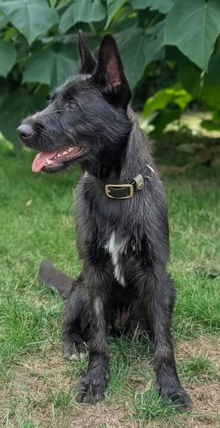 Schnauzermixmädchen Maya sucht eine nette Familie