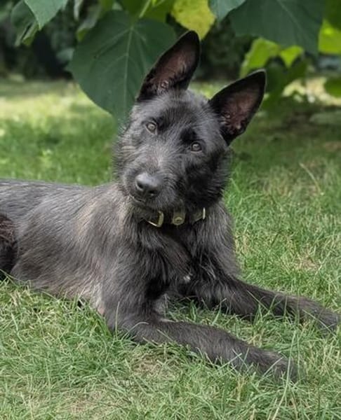 Schnauzermixmädchen Maya sucht eine nette Familie