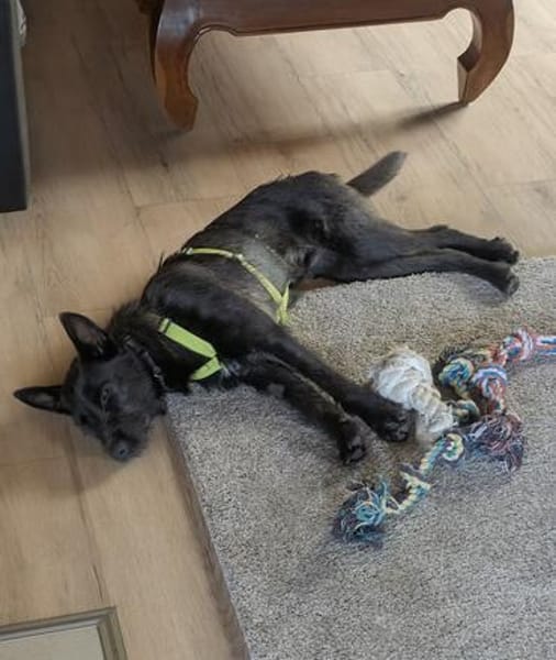 Schnauzermixmädchen Maya sucht eine nette Familie